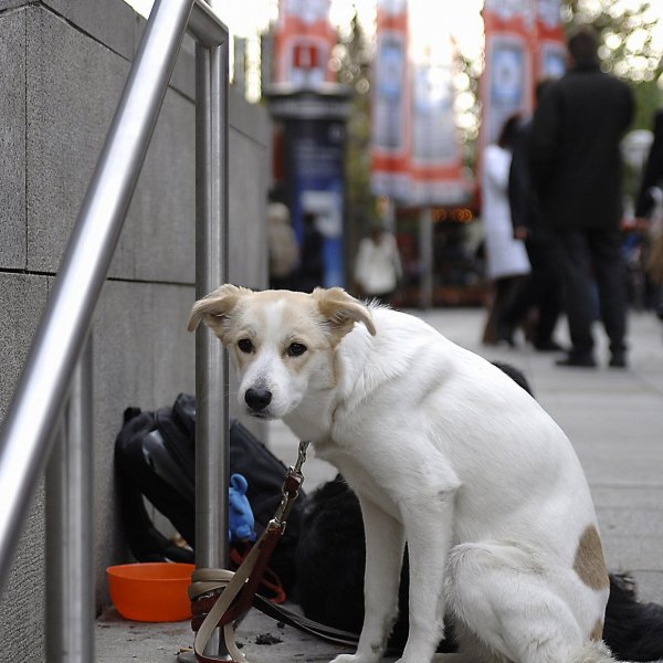 hund stuttgart.jpg